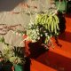 I love the luscious pink and orange flowers that blossom unexpectedly.