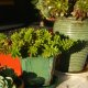 I bought these vases from A and W Pottery in Berkeley.  It was a hot day and Robert stayed in the car.